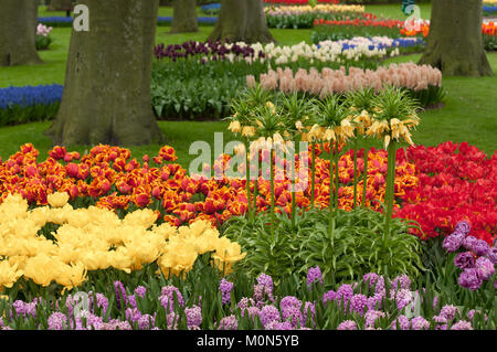 Tulpenbeete im Niederlande Keukenhof Keukenhof - Paesi Bassi Foto Stock