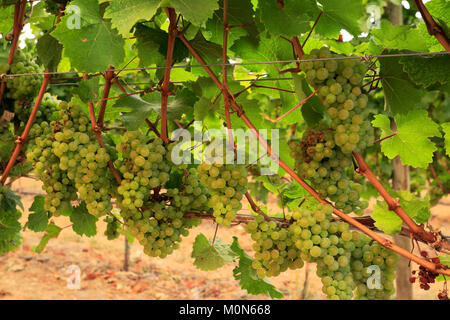 Il Cedar Creek Winery, West Kelowna, Okanagan Valley, British Columbia, Canada Foto Stock