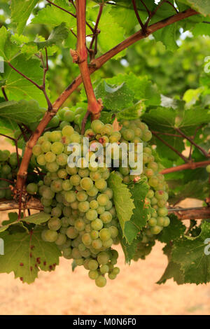 Il Cedar Creek Winery, West Kelowna, Okanagan Valley, British Columbia, Canada Foto Stock