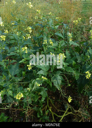 Charlock, Sinapis arvense, piante in fiore all'inizio dell'inverno, Novembre, Berkshire Foto Stock