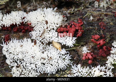 Coral slime stampo o stampo, Ceratiomyxa fruticulosa Foto Stock