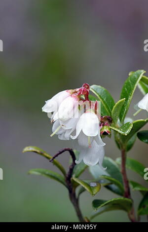 Fiori lingonberry, Vaccinium vitis-idaea Foto Stock