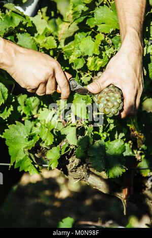 Vauvert (sud-est della Francia), Giugno 2012: raccolta a mano in Costieres de Nimes vigna. Gesto, qualcuno il taglio di grappoli di uva Foto Stock