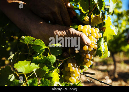 Vauvert (sud-est della Francia), Giugno 2012: raccolta a mano in Costieres de Nimes vigna. Gesto, qualcuno tagliare i grappoli di uva bianca Foto Stock