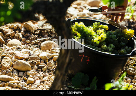 Vauvert (sud-est della Francia), Giugno 2012: raccolta a mano in Costieres de Nimes vigneto Foto Stock