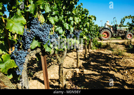 Vauvert (sud-est della Francia), Giugno 2012: raccolta a mano in Costieres de Nimes vigna. Vite, trattore Foto Stock