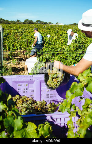 Vauvert (sud-est della Francia), Giugno 2012: raccolta a mano in Costieres de Nimes vigneto Foto Stock