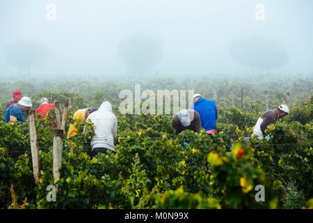 Nimes (sud-est della Francia), Giugno 2012: raccolta a mano in Costieres de Nimes vigneto, nebbia di mattina Foto Stock