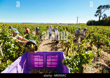 Vauvert (sud-est della Francia), Giugno 2012: raccolta a mano in Costieres de Nimes vigneto Foto Stock