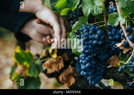 Nimes (sud-est della Francia), Giugno 2012: raccolta a mano in Costieres de Nimes vigneto Foto Stock