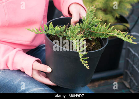 Ripulendo dalle erbacce erbacce nel vivaio di piante di conifere, una donna in guanti da giardino lavora in giardino Foto Stock