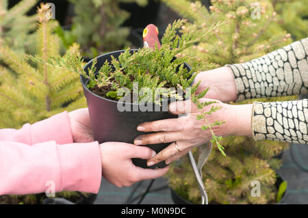 Ripulendo dalle erbacce erbacce nel vivaio di piante di conifere, una donna in guanti da giardino lavora in giardino Foto Stock