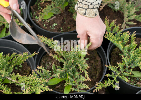 Ripulendo dalle erbacce erbacce nel vivaio di piante di conifere, una donna in guanti da giardino lavora in giardino Foto Stock