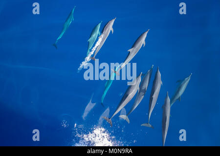 Pantropical Spotted Dolphin (Stenella attenuata) proveniente da sopra per bowriding in un pod di grandi dimensioni Foto Stock