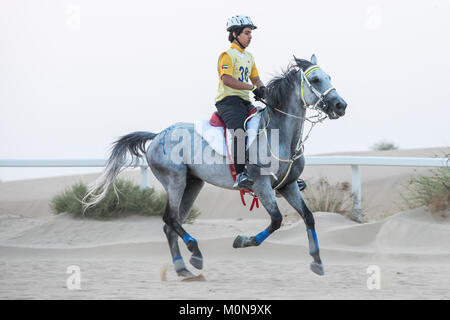 Un atletico rider competere in una lunga distanza di gara endurance nel deserto al tramonto. Dubai, EAU. Foto Stock