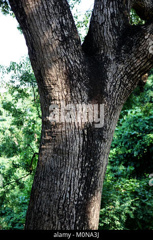 Dettaglio di un tronco d'albero a Hong Kong in un parco. È ora di estate e possiamo vedere la consistenza ruvida della pelle dell'albero Foto Stock