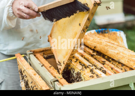 Apicoltore api di spazzolatura da honeycomb Foto Stock