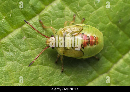 Vista dorsale di una betulla ninfa Shieldbug (Elasmostethus interstinctus) a riposo su una foglia. Tipperary, Irlanda. Foto Stock