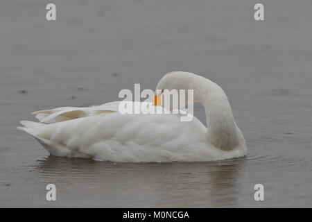 Adulto Bewick's Swan Foto Stock