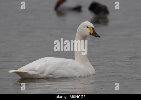 Adulto Bewick's Swan Foto Stock