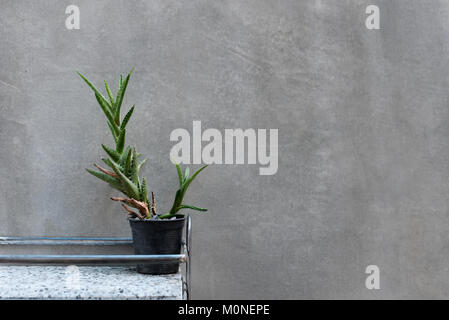 Home decor e dettagli di un boutique hotel a bagno con piccola pianta di cactus contro il muro grigio. Copia dello spazio. Foto Stock