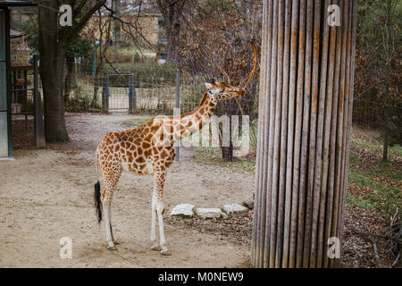 Il kordofan giraffe mangia esce da un ramo legato ad un pilastro di una fune. Foto Stock