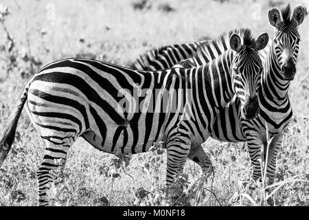 Una coppia di Zebra guardando nella lente in bianco e nero con la prateria sfondo sfocato Foto Stock
