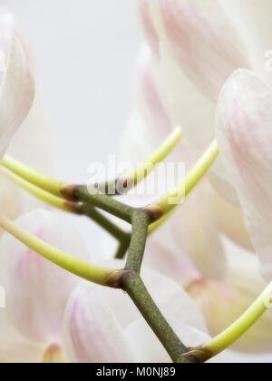 Abstract closeup di white moth orchid stelo Foto Stock