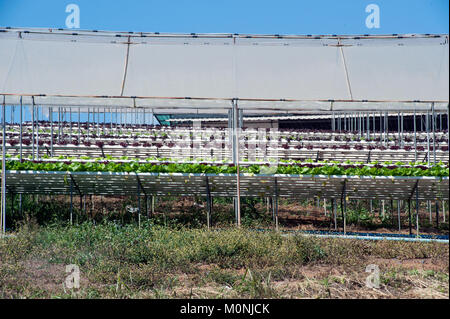 Il Hydroponics farm in serra a Corofield, Thailandia. Foto Stock