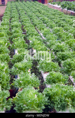 Il Hydroponics farm in serra a Corofield, Thailandia. Foto Stock