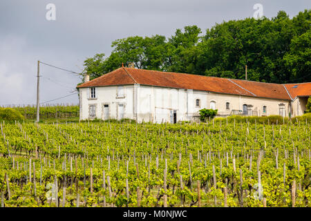 Tipica casa colonica toscana e vigna vigneto vicino Touzac nel Grande Champagne colline regione, un attraente cognac area di produzione Foto Stock