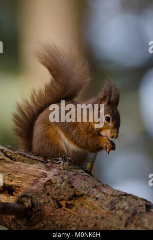 Scoiattolo rosso di mangiare il dado sul ramo di albero in Scozia Foto Stock