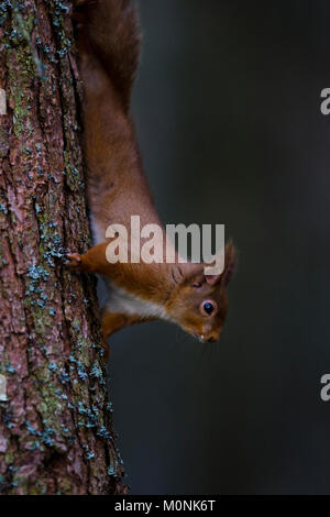 Scoiattolo rosso Clibing giù un albero in Scozia Foto Stock