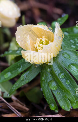 Close up di un singolo fiore di giallo pallido inverno fiorito aconitum, Eranthis hyemalis 'Schwefelglanz'