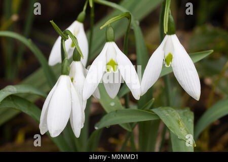 Gennaio fiori del gigante snowdrop varietà, Galanthus elwesii 'lungo' di caduta Foto Stock