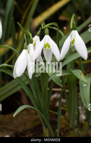 Gennaio fiori del gigante snowdrop varietà, Galanthus elwesii 'lungo' di caduta Foto Stock