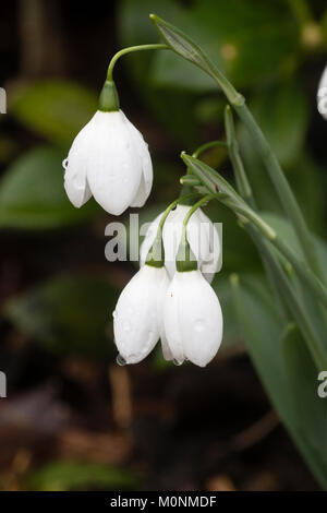 Arrotondate fiori bianchi della fioritura invernale snowdrop gigante, Galanthus elwesii 'Natalie Garton' Foto Stock