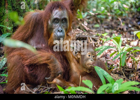 Baby Orangutan e madre. Madre e cub in un habitat naturale. Bornean orangutan (Pongo pygmaeus wurmbii) nella natura selvaggia. La foresta pluviale di isola B Foto Stock