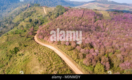 Antenna da fuco, rosa sakura fiore o Wild Himalayan ciliegia sulla montagna, invisibili della Thailandia a Phu lom lo Loei Thailandia. Foto Stock