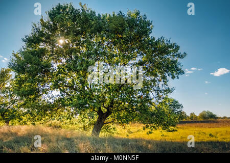 Grande Quercia solitaria erba del campo in un giorno chiaro Foto Stock