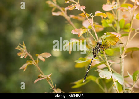 Close-up di una bella libellula appoggiata su una boccola come pianta nelle prime ore del mattino Foto Stock