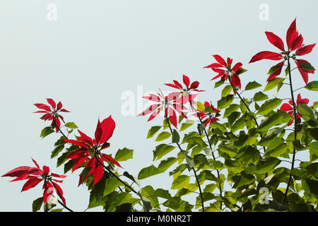 Rosso fiori Nepalese Poinsettia con foglie di colore verde Foto Stock