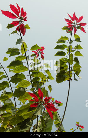 Rosso fiori Nepalese Poinsettia con foglie di colore verde Foto Stock