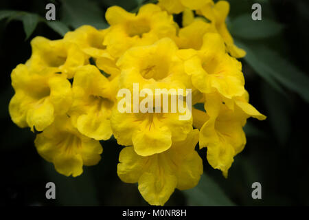 Close-up di un gruppo di bellissimi fiori gialli. Foto Stock