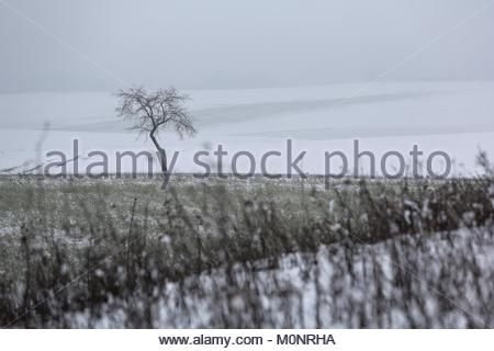 Una luminosa colorata scena invernale con un lone tree per essere visto in campagna dopo la neve fresca in Baviera, Germania. Foto Stock