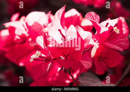 Un close-up di un mazzo di fiori di bouganville mostra straordinaria di diverse tonalità di rosso e magenta. Foto Stock