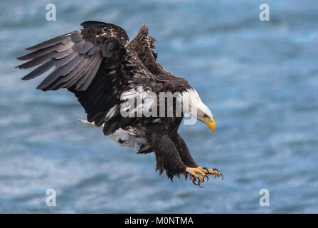 Aquila calva immersioni in preda alla Nooksack River a Mosquito Lake Rd, Whatcom County, Washington Foto Stock