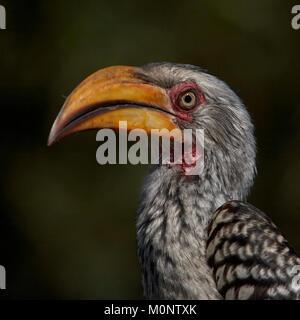 Southern Yellow-Billed Hornbill Foto Stock