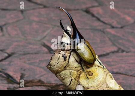 Un Hercules scarabeo rinoceronte comporta per il suo ritratto nei giardini.Io sono la più bella beetle nel mondo. Foto Stock