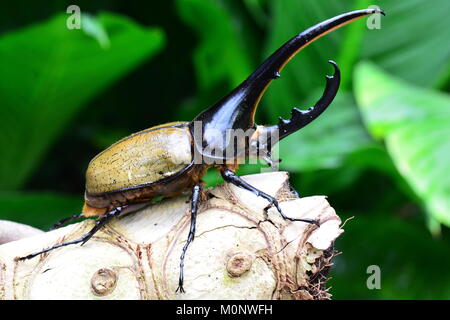 Un Hercules scarabeo rinoceronte comporta per il suo ritratto nei giardini.Io sono la più bella beetle nel mondo. Foto Stock